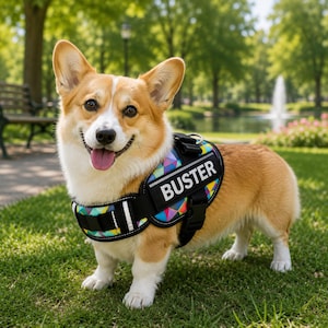 May include: A tan and white Corgi dog wearing a black harness with a colorful geometric pattern. The harness features a rectangular black patch on the side with the name BUSTER printed in bold white capital letters and includes black straps.