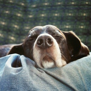 May include: A brown and white dog with its head resting on a blue denim pillow. The dog is sleeping with its eyes closed.