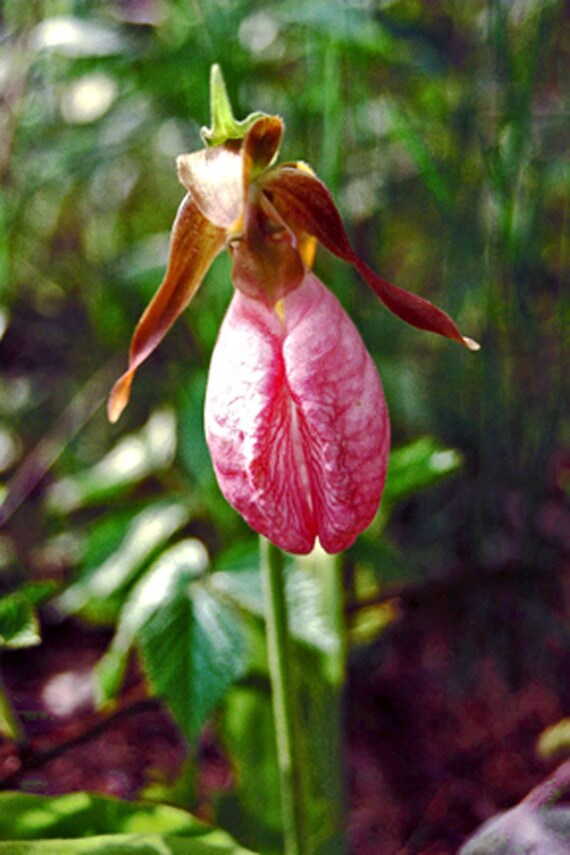 Lady Slipper (UNIQUENESS BIRTHDAY) Flower Orchid Blank card with  envelope Handmade Made in Maine