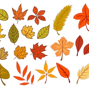 May include: A collection of twenty illustrated autumn leaves in various shapes and sizes, featuring a vibrant color palette of red, orange, yellow, brown, and green. Each leaf is depicted with distinct outlines and detailed vein patterns.
