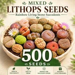 May include: A collection of mixed Lithops seeds, also known as rainbow living stone succulents, displayed in a scalloped white bowl. The image features text reading MIXED LITHOPS SEEDS, 500 SEEDS, and various icons with descriptive labels.