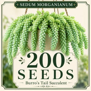 200 Burro's Tail Succulent Seeds – Sedum Morganianum Trailing Plant (Seeds Only)