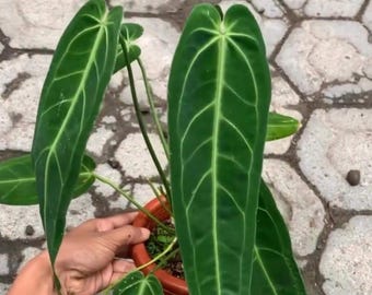 Planta real de Anthurium waroquenum / planta tropical viva de gran tamaño