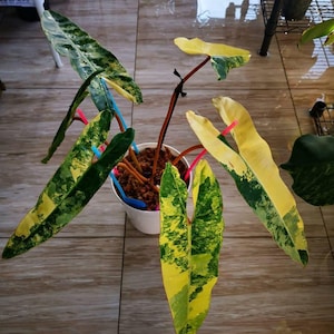 May include: A variegated Philodendron plant in a white pot with long, narrow, pointed leaves featuring a mix of bright yellow and deep green patterns. Several colourful plastic straws are inserted into the soil to support the stems.