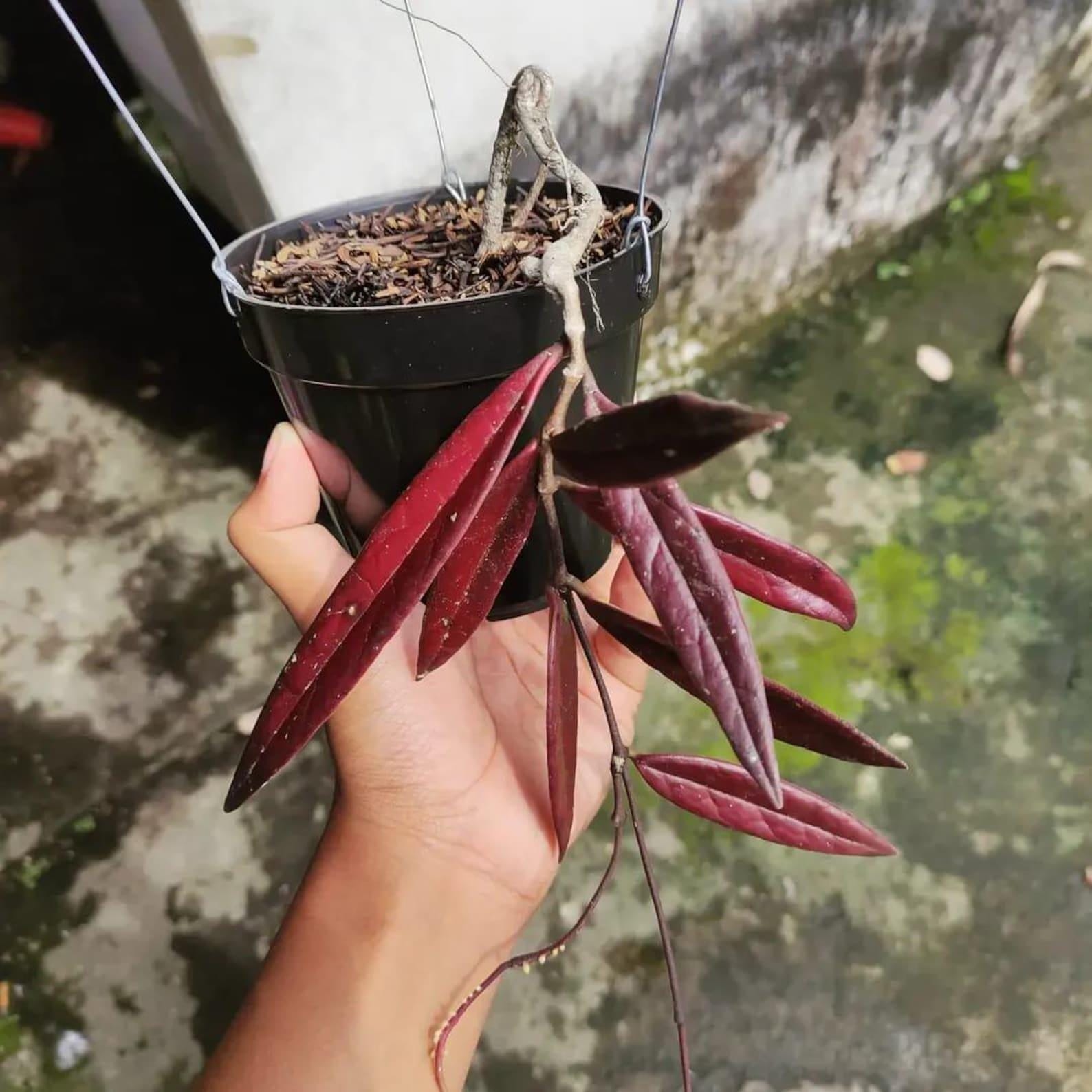 Hoya sulawesiana - Etsy 日本