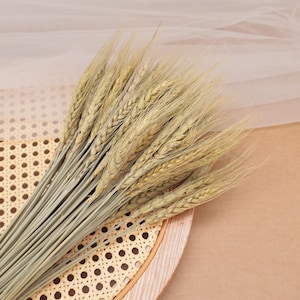 May include: A bundle of dried wheat stalks featuring long, slender stems and textured, golden-tan grain heads. The stalks are arranged in a fan-like cluster, showcasing the natural, fibrous detail of the dried cereal grass in a neutral colour palette.