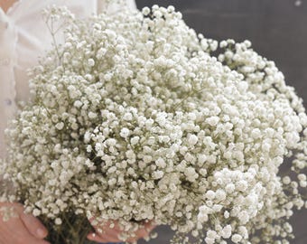 Preserved Baby's Breath, Dried Gypsophilia Bouquet