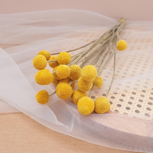 Pode incluir: Um buquê de flores secas billy button, também conhecidas como Craspedia, apresentando múltiplas cabeças de flores esféricas amarelo-brilhantes presas a caules finos, lenhosos e castanho-claros. Os caules estão reunidos na base com um cordão.