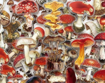 Pacote com 50 adesivos de cogumelos, adesivos transparentes, adesivos botânicos, adesivos de floresta, adesivos vintage para diários de campo, anotações na natureza e embalagens de presente.