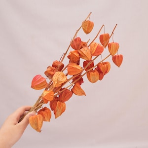 Torkade Physalisblomgrenar, kinesiska lyktbaljor, höstdekorationer