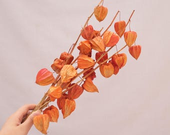 Ramas de flores de Physalis secas, cápsulas de farolillos chinos, decoración otoñal