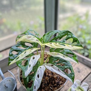 Puede incluir: Una planta Monstera adansonii variegada con hojas en forma de corazón que presentan fenestraciones distintivas. El follaje muestra un contraste llamativo de verde intenso y variegación blanco crema, en una maceta con tierra orgánica.
