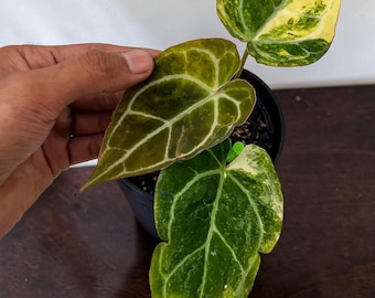 Seed grown Anthurium macrolobium x clarinervium Starter Plant (ALL