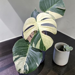 philodendron pink princess growth rate Pink Princess Philodendron main image 0
