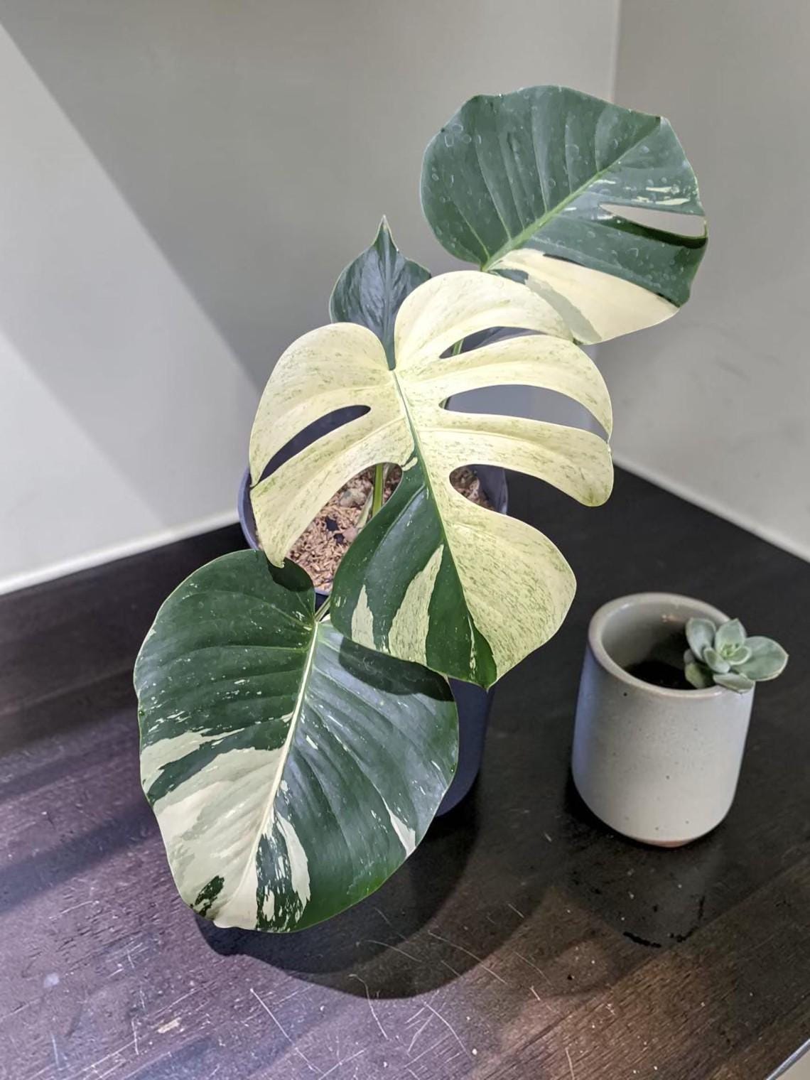 Monstera half moon - Etsy sterreich