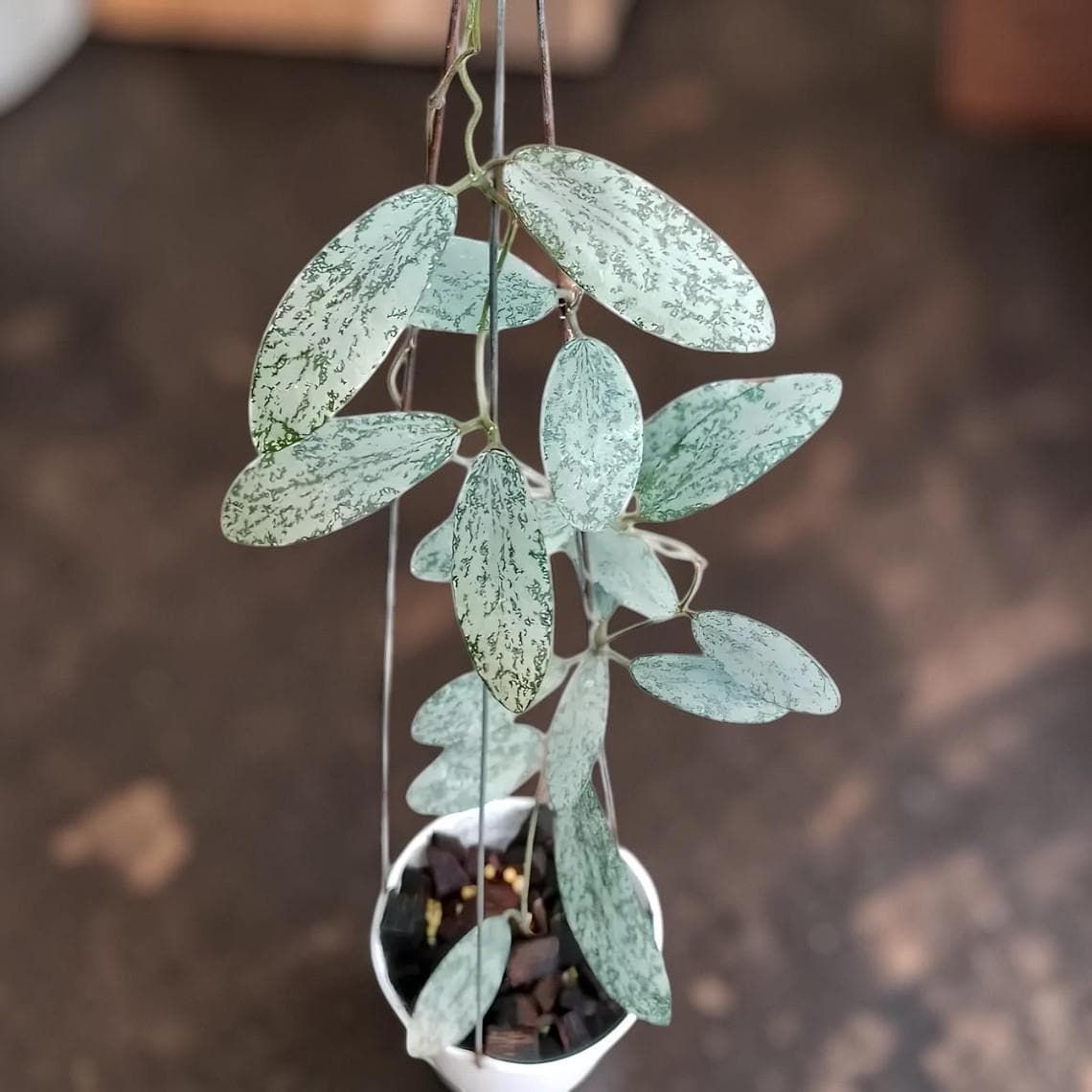 Hoya sigillatis plant - Etsy 日本