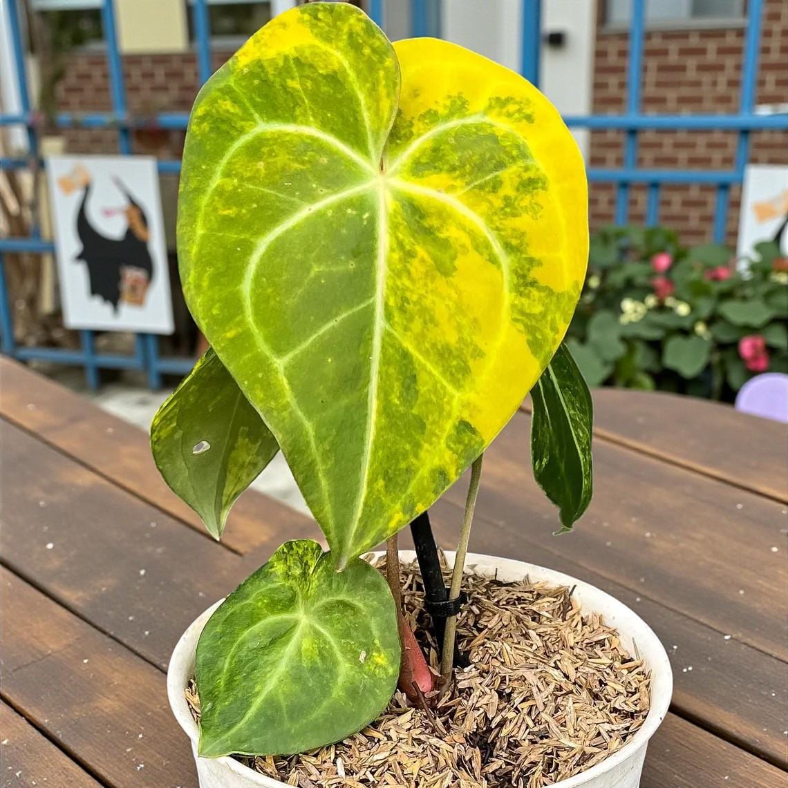 Variegated Anthurium Clarinervium - Etsy Australia