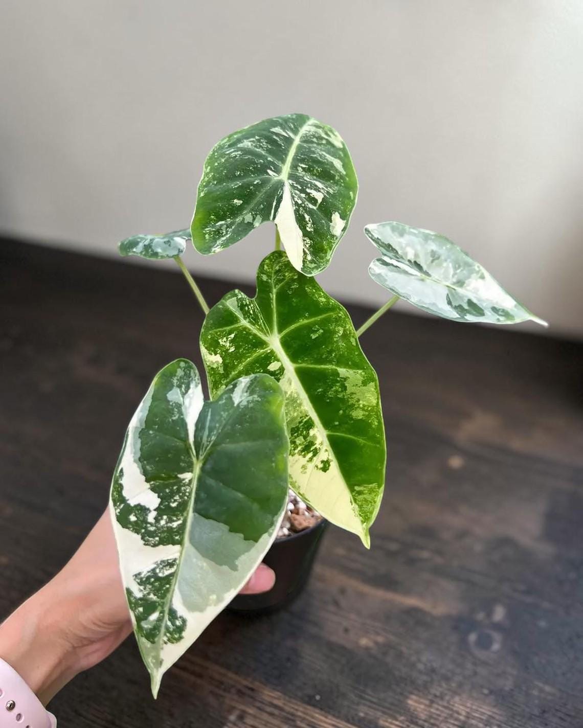 Alocasia frydek variegated - Etsy 日本