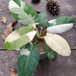 Variegated Imperial Green Philodendron - Etsy
