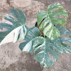 monstera hipster Monstera Deliciosa XL (Moss Pole Mounted) main image 0
