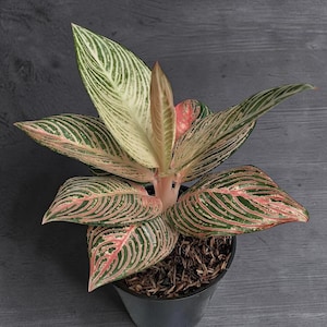 Aglaonema Golden Hope - Etsy