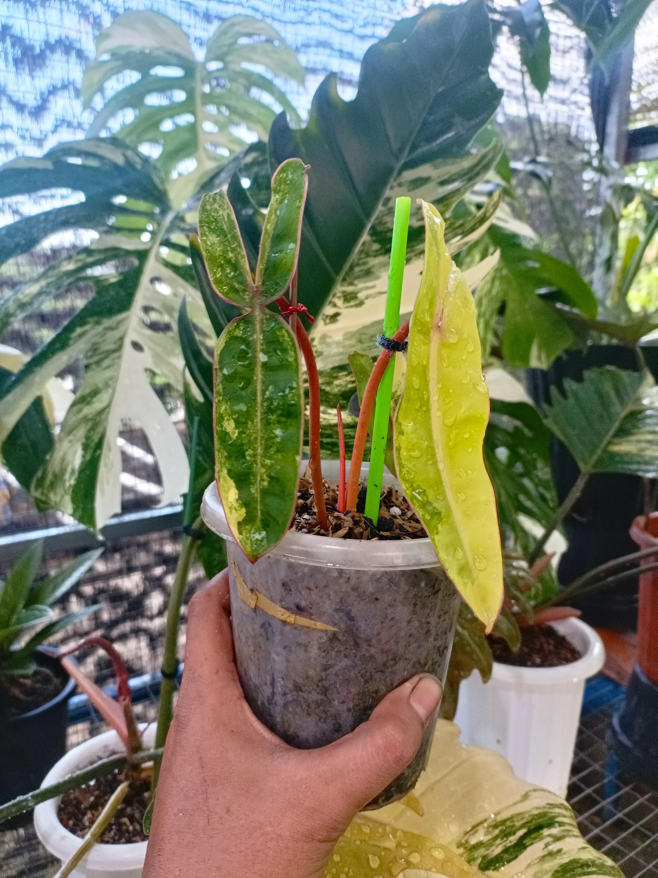 ⑤フィロデンドロン　Philodendron Billietiae　斑入り Philodendron billietiae variegated - Etsy 日本