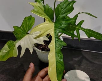 Philodendron Golden Dragon bunte | Exotisches Variegated Aroid | Tropische Zimmerpflanze | Sammler Philodendron Pflanze