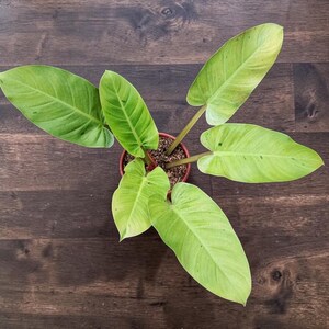 Philodendron Ruaysap (planta variegada) / Philodendron variegado raro / Planta de interior tropical verde lima / Planta de interior exótica para coleccionistas
