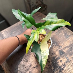 where to buy spider plants near me 4" Spider Plant 'Atlantic' hanging basket
