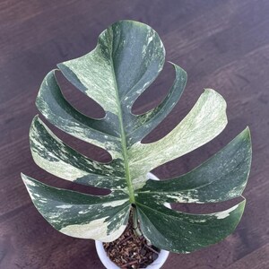 Monstera mint noid jungle mint - Etsy 日本