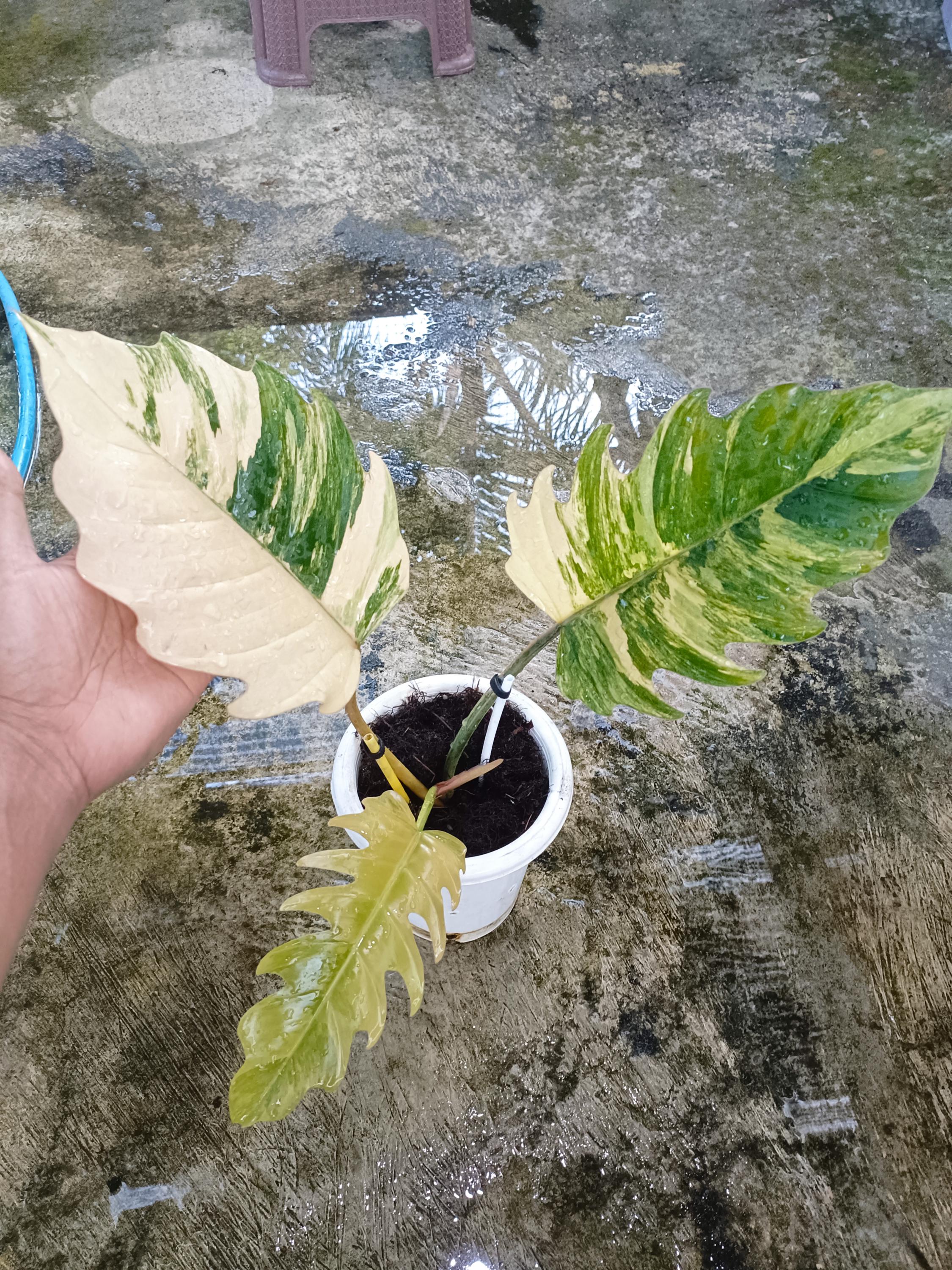 Philodendron caramel marble variegated - Etsy 日本