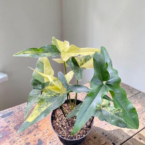 Angela Variegated - Etsy