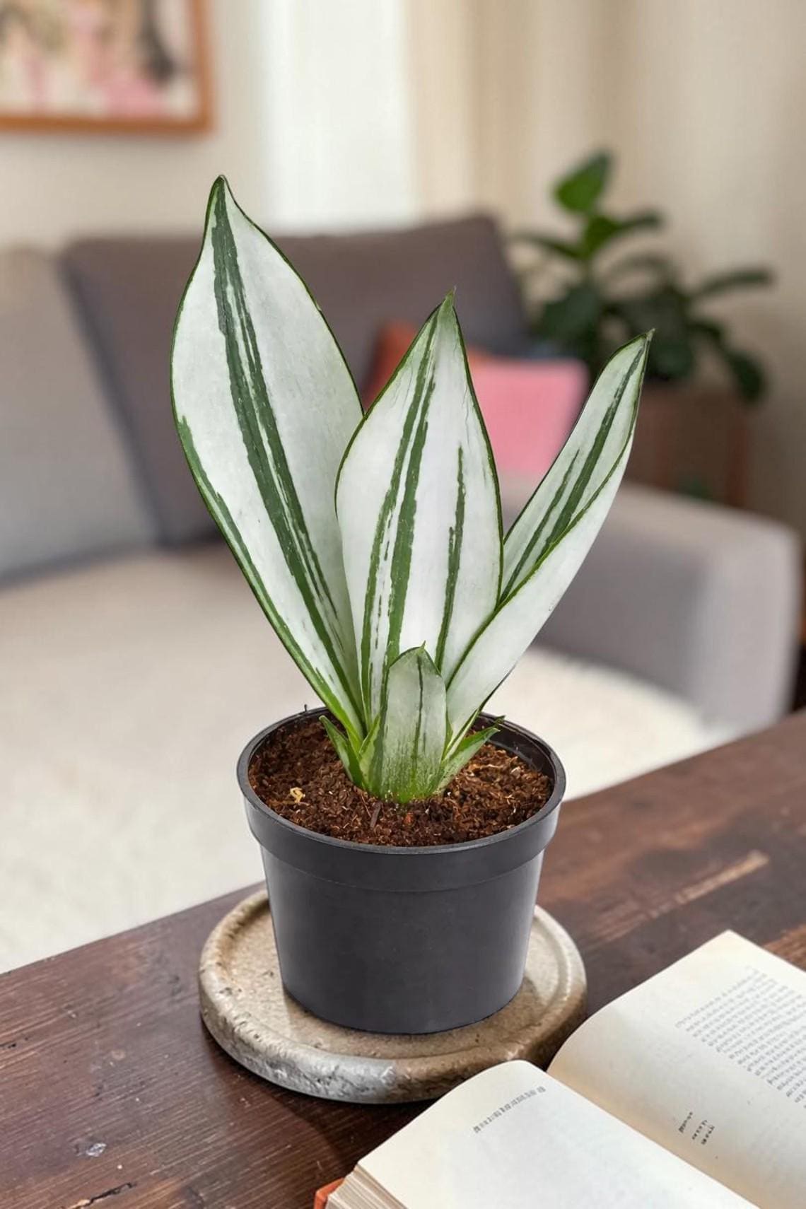 Hybrid sansevieria - Etsy 日本