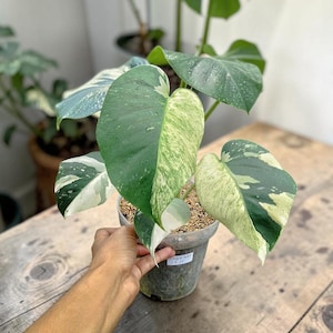 May include: A potted Monstera plant with large, variegated leaves in shades of green and white. The plant is in a gray plastic pot, sitting on a wooden surface. The leaves have a unique split-leaf pattern.