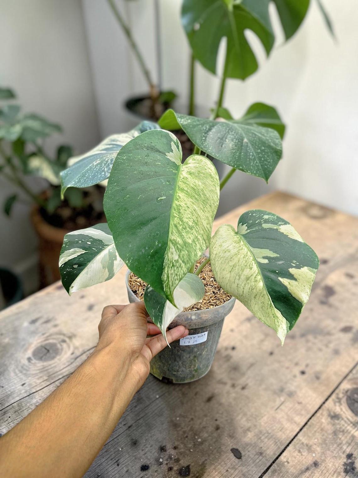 Monstera mint - Etsy 日本