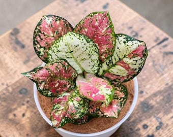 Aglaonema Pictum Tricolor Starter Plant (ALL STARTER PLANTS