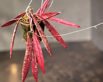 Hoya Sulawesiana Rote Seltene Lebende Pflanze | Exotisches Rotes Laub Hoya | Sammler Tropische Zimmerpflanze | Verwurzelte Zimmerpflanzen