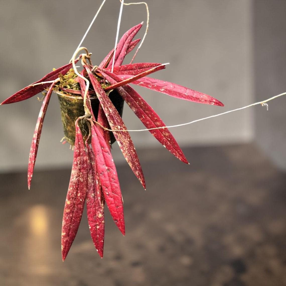 Hoya sulawesiana - Etsy 日本