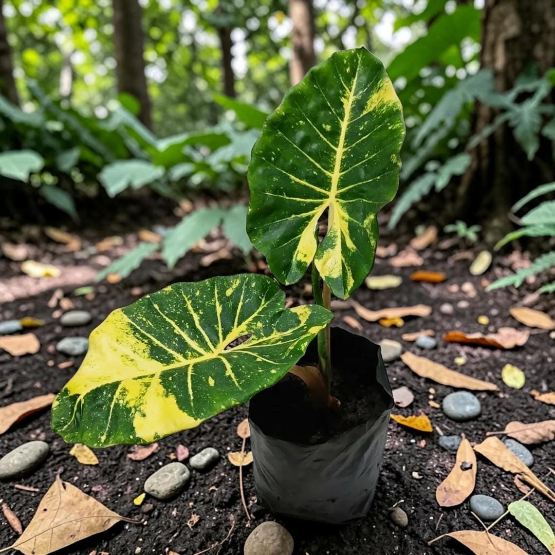 Alocasia new guinea gold - Etsy 日本