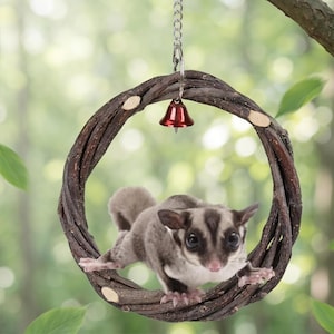 May include: A circular brown twig swing for small animals featuring a metallic silver chain and a small red bell attached to the top. A grey and white sugar glider is positioned inside the circular frame, gripping the textured wooden branches.