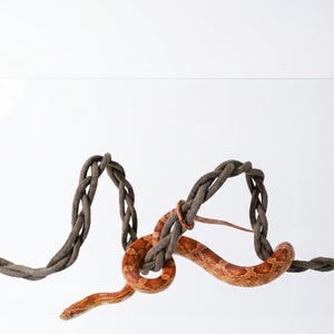 Puede incluir: Una enredadera de escalada trenzada de color gris oscuro y flexible para reptiles, fijada a una superficie de vidrio transparente con dos ventosas en los extremos. Una serpiente del maíz con patrones naranjas y marrones está enroscada en el centro.