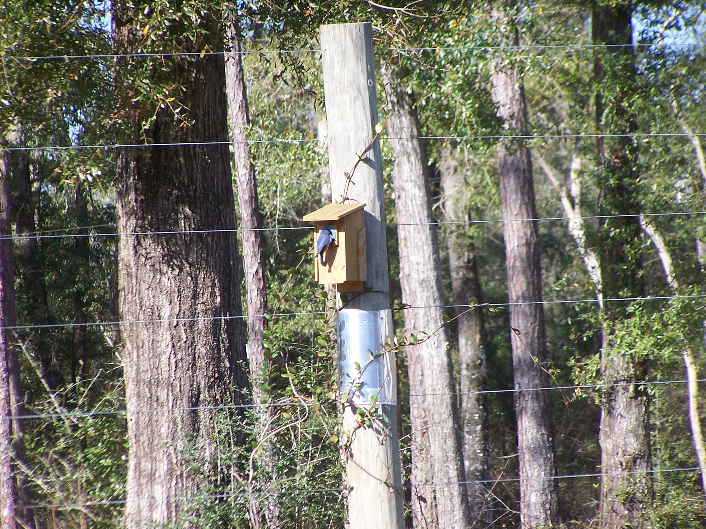 Blue Bird House  Nesting Box