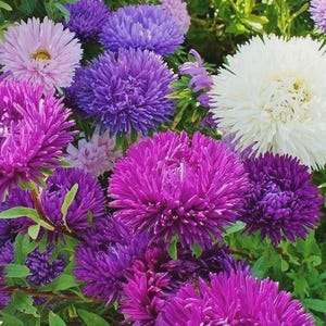 May include: A cluster of vibrant aster flowers in shades of deep purple, magenta, light pink, and white. The blooms feature dense, needle-like petals radiating from the centre, surrounded by green foliage and stems visible throughout the arrangement.