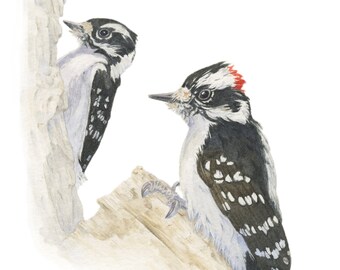 Downy Woodpeckers Watercolor Print
