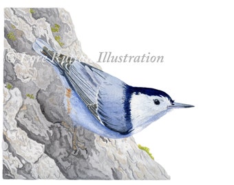 White Breasted Nuthatch Print of Original Watercolor by Lore Ruttan