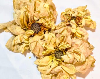 White Lotus Whole Flower Tea Organic Nelumbo Nucifera Sacred Dried Flowers Botanical Herbal Brew