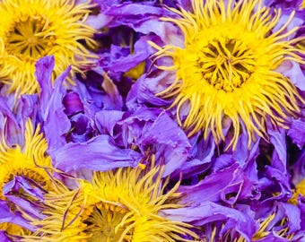 Dehydrated Blue Lotus Herbal Tea: Organic Nymphaea Caerulea Flower Infusion