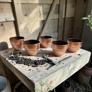 May include: Five copper-colored metal planters sit on a weathered wooden shelf. Small seedlings sprout from dark soil in front of the planters. A small gardening trowel rests on the shelf. The background is a wooden wall.