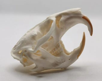 Real Muskrat Skull | Taxidermy Bone Specimen for Vulture Culture & Curiosities Cabinet