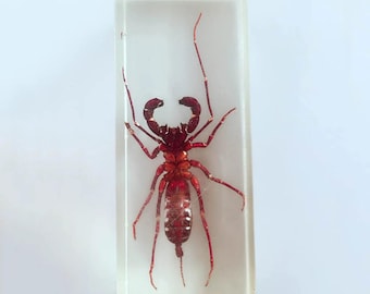 Real Whip Scorpion Specimen, Preserved Arachnid Display | Entomology Collection, Gothic Decor, Curiosity Cabinet, Oddity Gift
